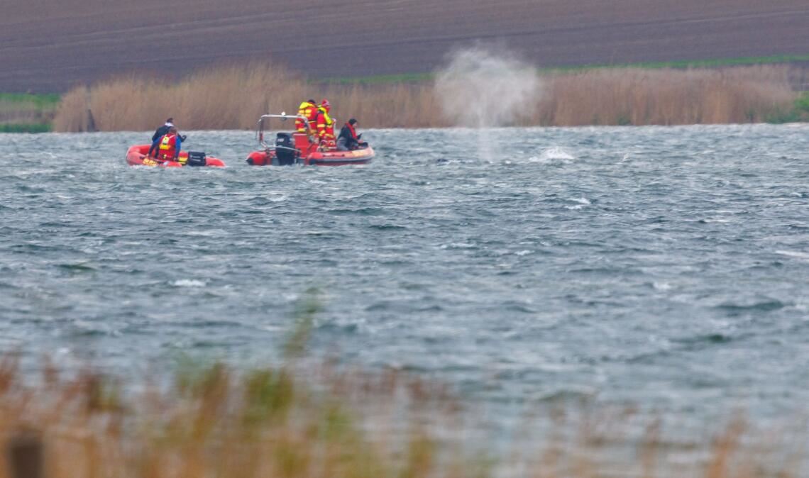 Mit Booten wurde versucht, den gestarteten Wal in die richtige Richtung zu treiben.