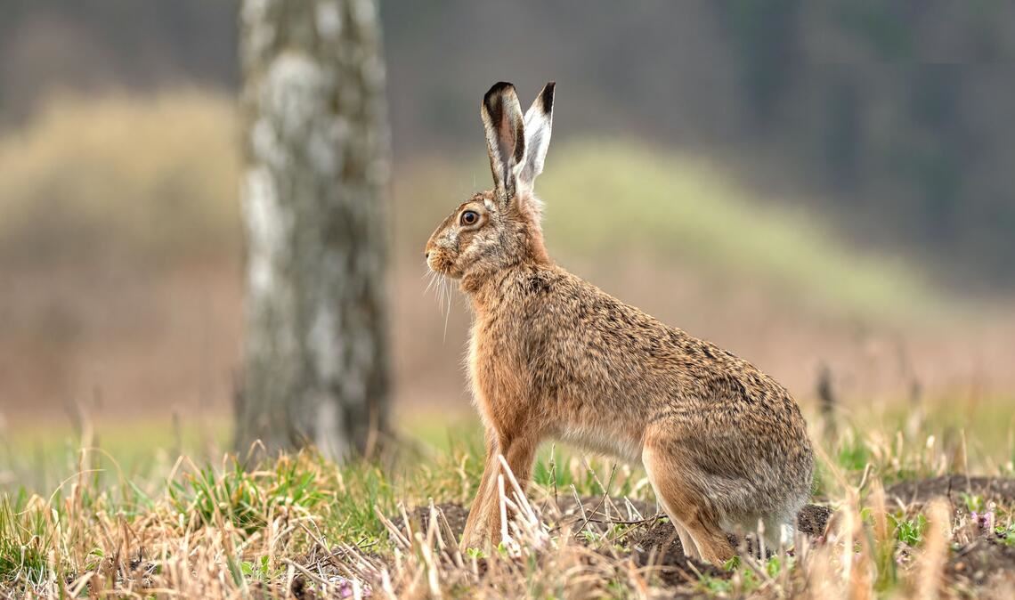 Mit Hasenpest infizierte Tiere fallen durch Apathie auf. Foto: Enzkreis/Adobe Stock Free