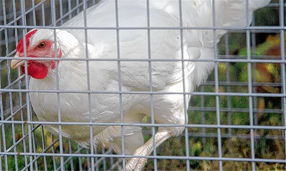 Auch Tiere leiden unter der Hitze