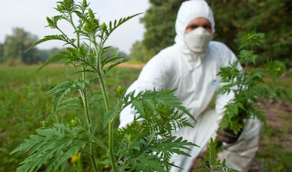 Mit Schutzanzug, Handschuhen und Feinstaubmaske ausgerüstet beseitigt ein Forstwirt im Forstrevier Dammendorf bei Müllrose (Brandenburg) Ambrosiapflanzen (Ambrosia artemisifolia).