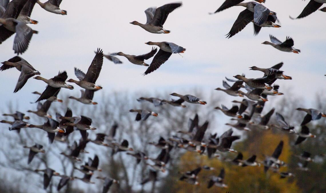 Mit dem Vogelzug erhöht sich alljährlich im Herbst die Gefahr, dass auch das Vogelgrippe-Virus eingeschleppt wird. (Symbolbild)