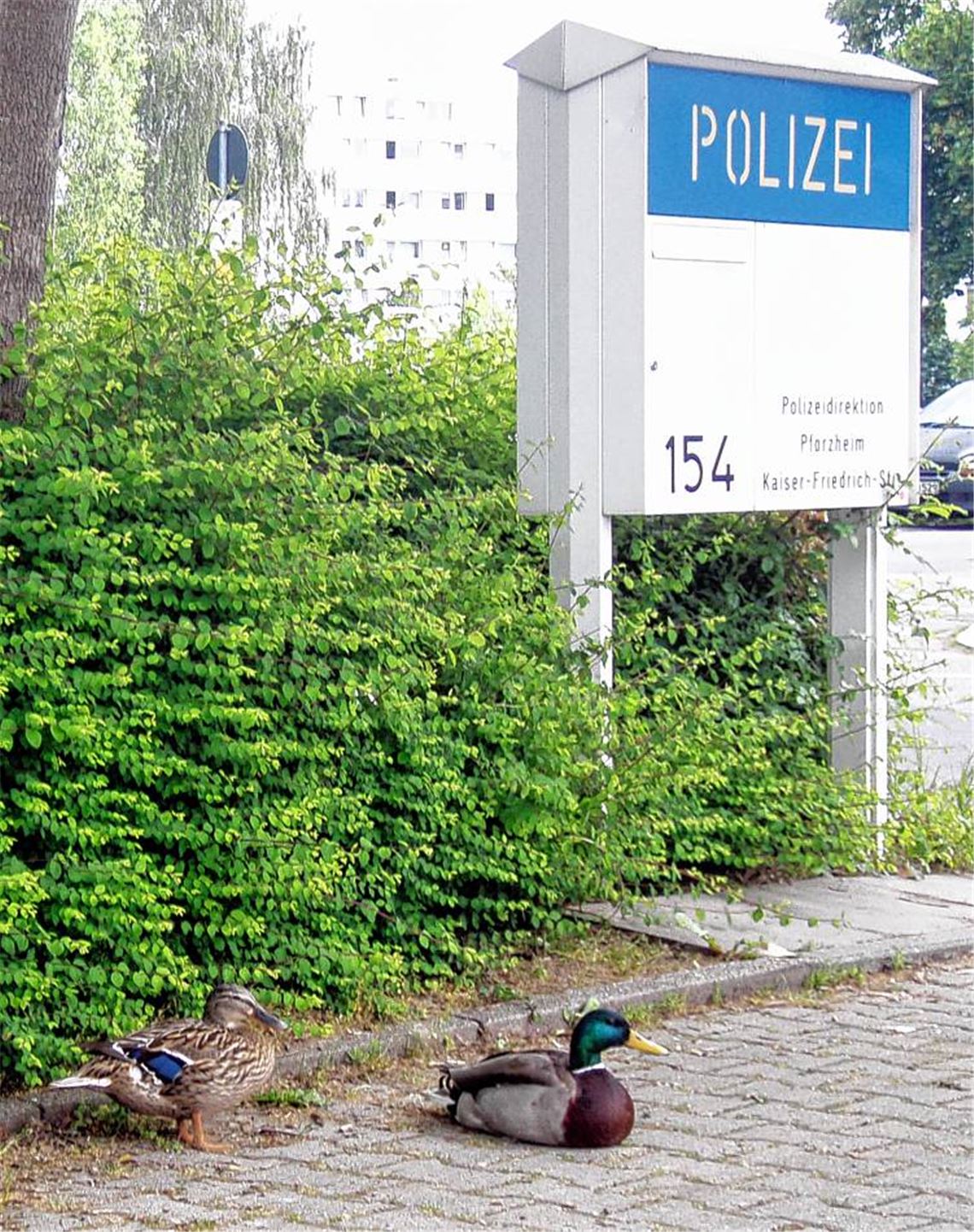Mit der Bezeichnung PolEnte werden diese gefiederten Zeitgenossen, die sich vorübergehend auf dem Areal der Verkehrspolizei häuslich eingerichtet haben, wohl leben müssen. Auch ihnen ist im neuen Buch von Burkhard Metzger ein Kapitel gewidmet.