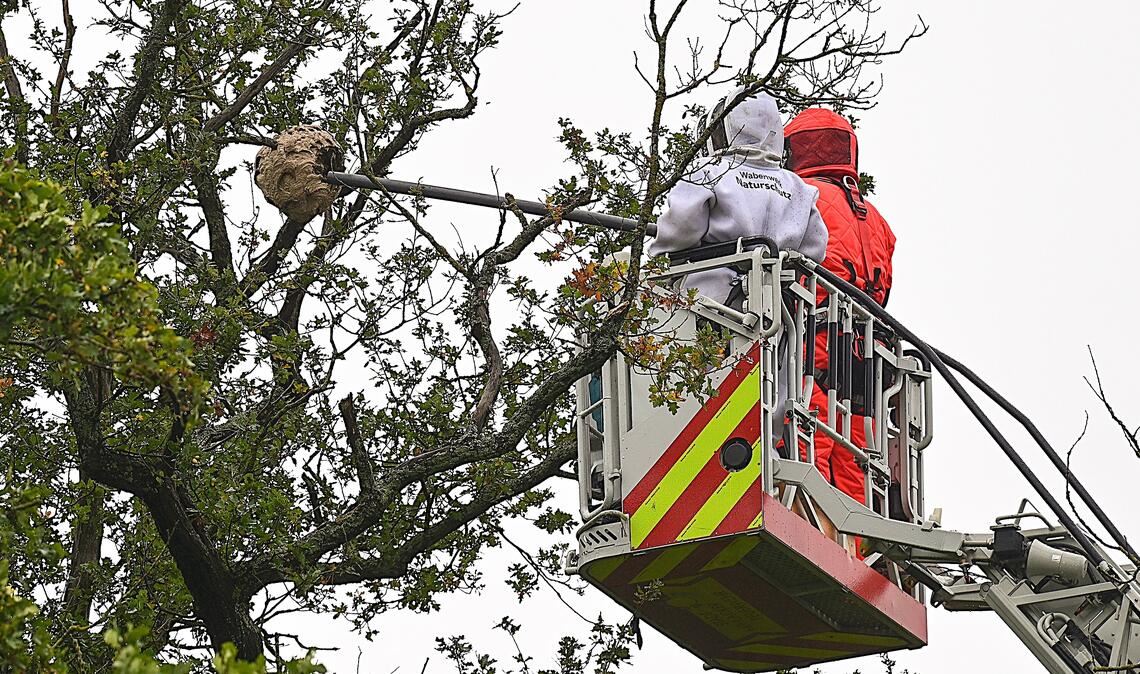 Mit der Drehleiter: Berenike Breuer (vorne) und Frank Beutelspacher saugen die Hornissen ein und entfernen das Nest. Fotos: Schüller