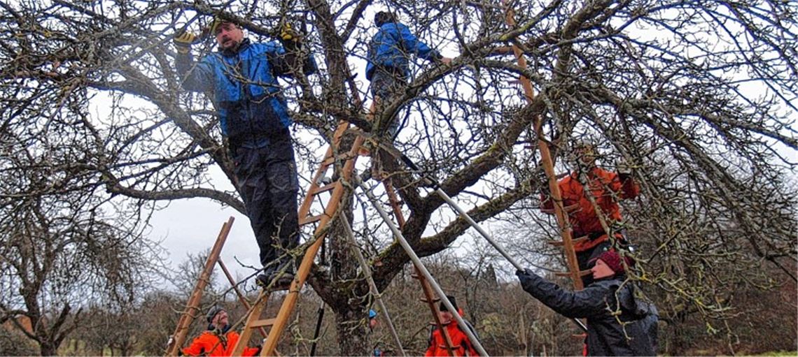 Auch ein Baum hat Bedürfnisse