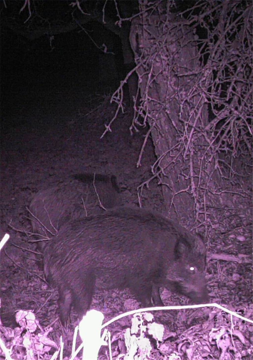 Mit der Spezialkamera eingefangen: Schwarzkittel bei ihrem nächtlichen Besuch auf einem Grundstück in Enzberg.