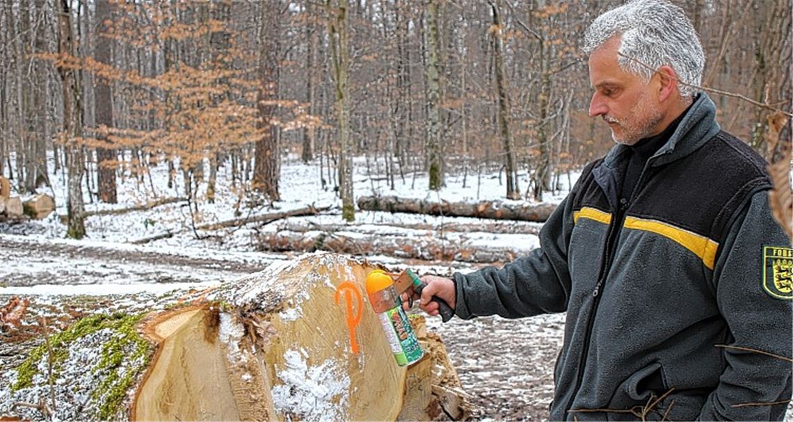 Mit der Spraydose im Wald unterwegs: Revierförster Rolf Esslinger entscheidet, was mit den gefällten Bäumen geschieht, und kennzeichnet sie entsprechend. Fotos: Recken
