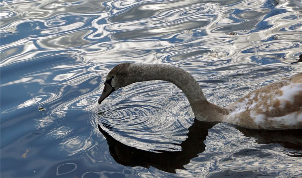 Mit einer Auswahl gelungener Fotos, die ganz unterschiedliche Stimmungen einfangen, wirbt die Film- und Fotogemeinschaft Mühlacker, die sich über neue Hobbyfotografen und -videofilmer freut. Fotos: privat