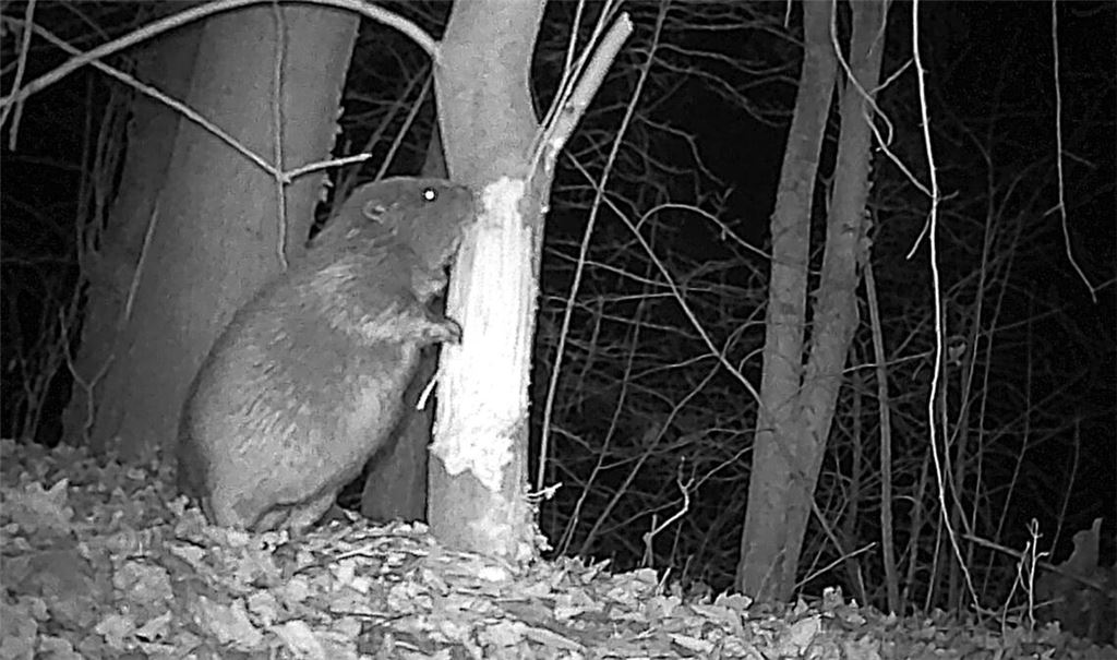 Mit einer Wildtierkamera hat die Wildtierbeauftragte des Enzkreises, Sofie Bloß, den dämmerungs- und nachtaktiven Bewohner bereits eingefangen. Fotos: Enzkreis/Bloß