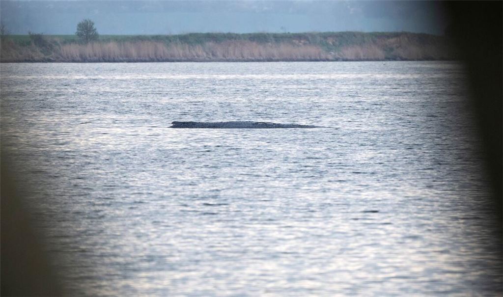 Mit ihrem Okay für einen Rettungsversuch für den Buckelwal bei Wismar durch eine private Initiative sorgten die Behörden zuletzt für eine Überraschung.