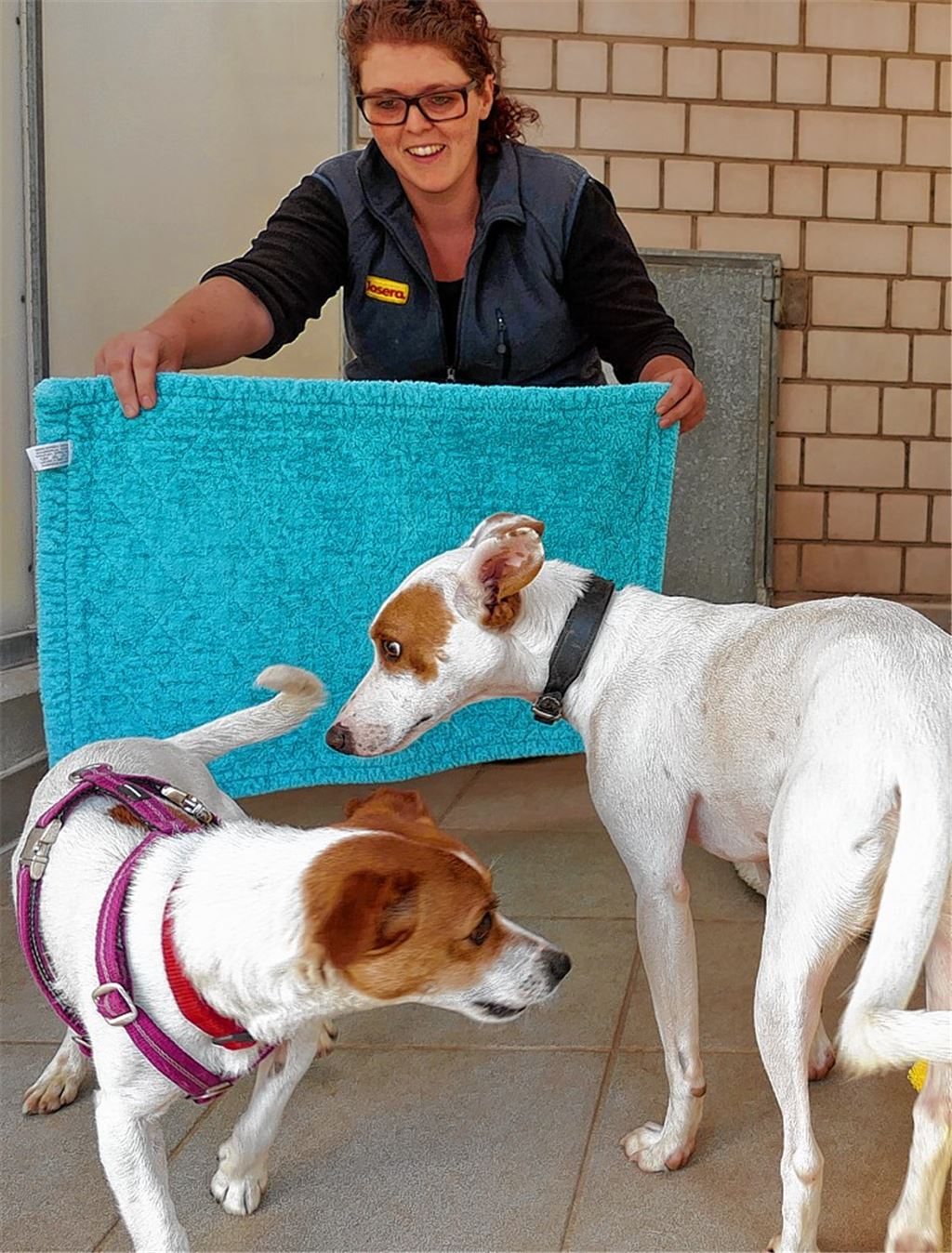 Wie Tiere der Hitze entkommen