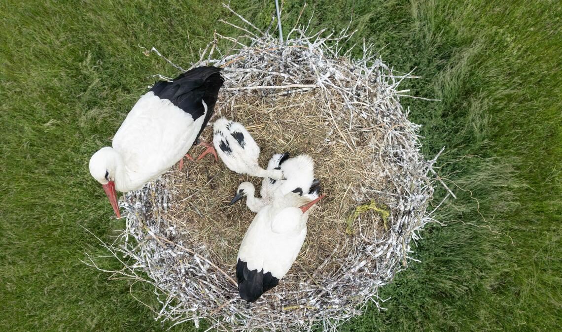 Mit seinen zwei Küken sitzt ein Paar Weißstörche auf dem Nest im hessischen Ried.