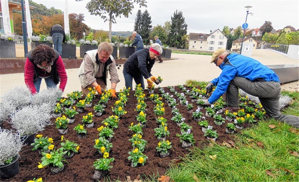 Stiefmütterchen trotzen auch kühlen Jahreszeiten