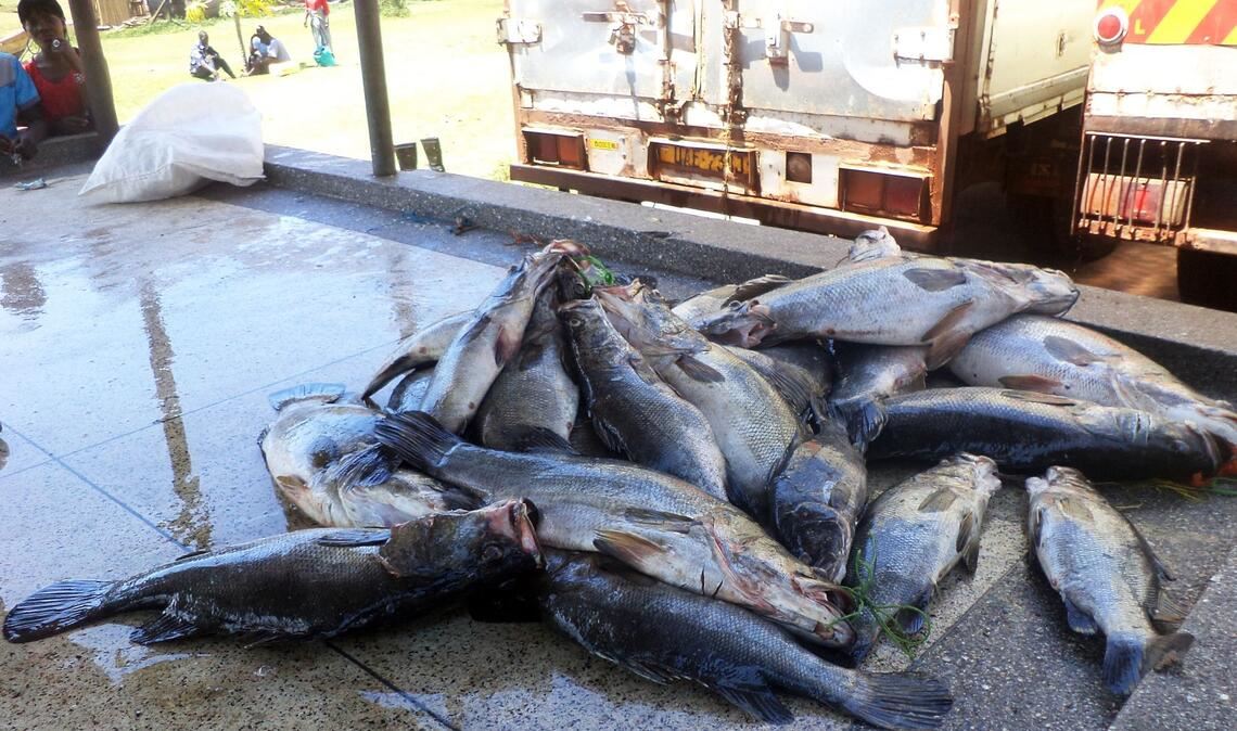 Mittelgroße Nilbarsche aus dem Viktoriasee. (Archivbild)