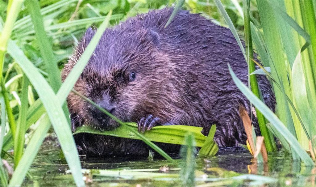 Mittlerweile leben wieder schätzungsweise 11.500 Biber in Baden-Württemberg.
