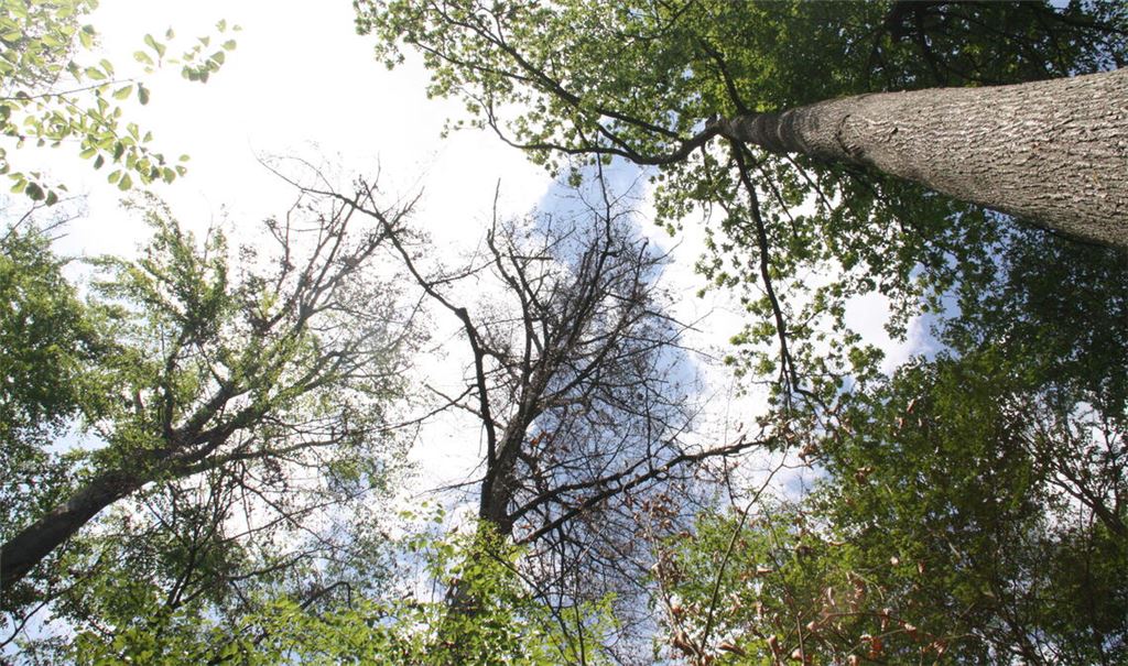 Mittlerweile sind vier von fünf Bäumen im Mühlacker Wald klimageschädigt. Foto: Archiv