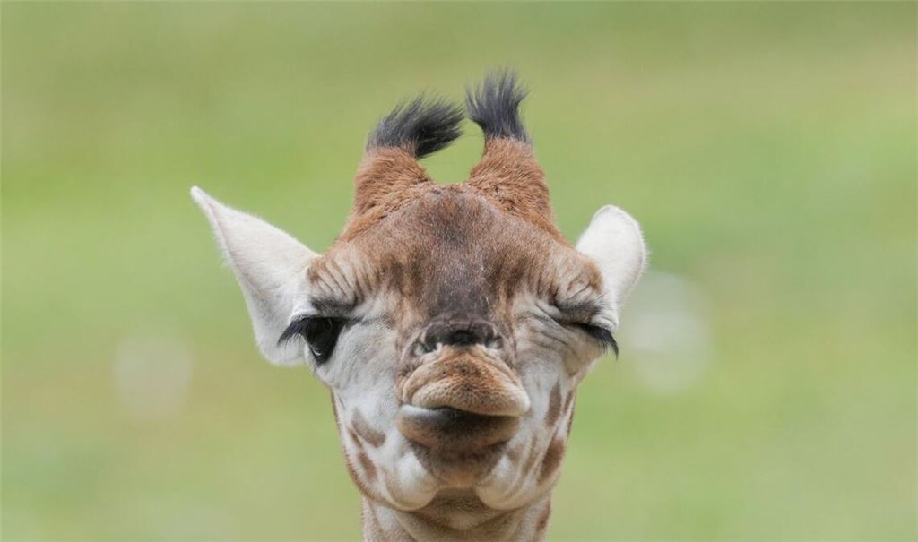 Model Linus Weber wird Namenspate für Giraffenbaby