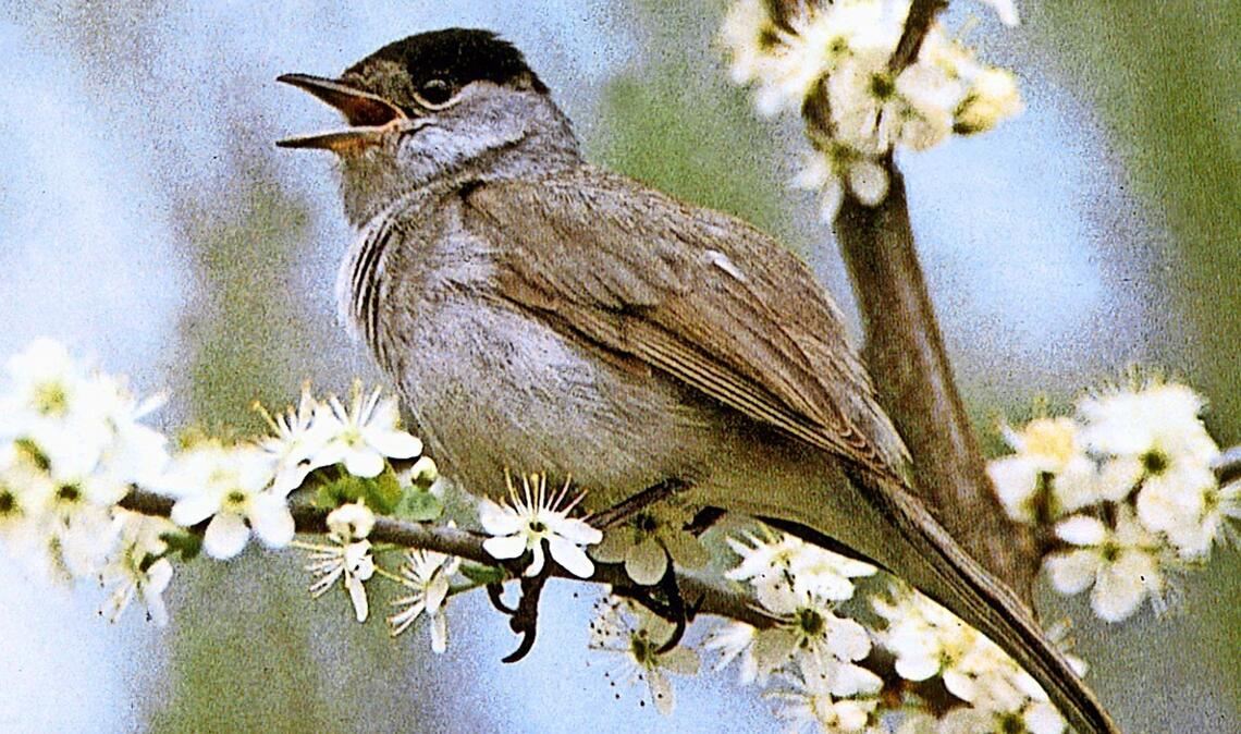 Mönchsgradmücke (Sylvia atricapilla).