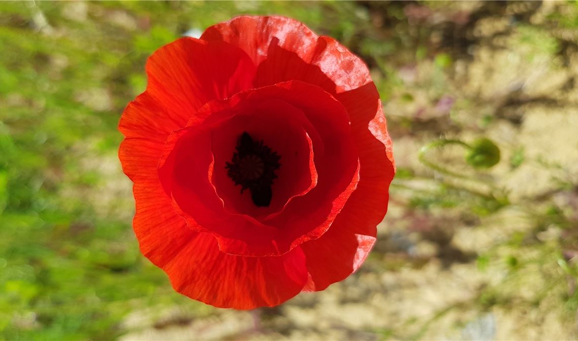 Mohnblüte in Vollendung.   Foto: Wolfgang Kroh, Knittlingen