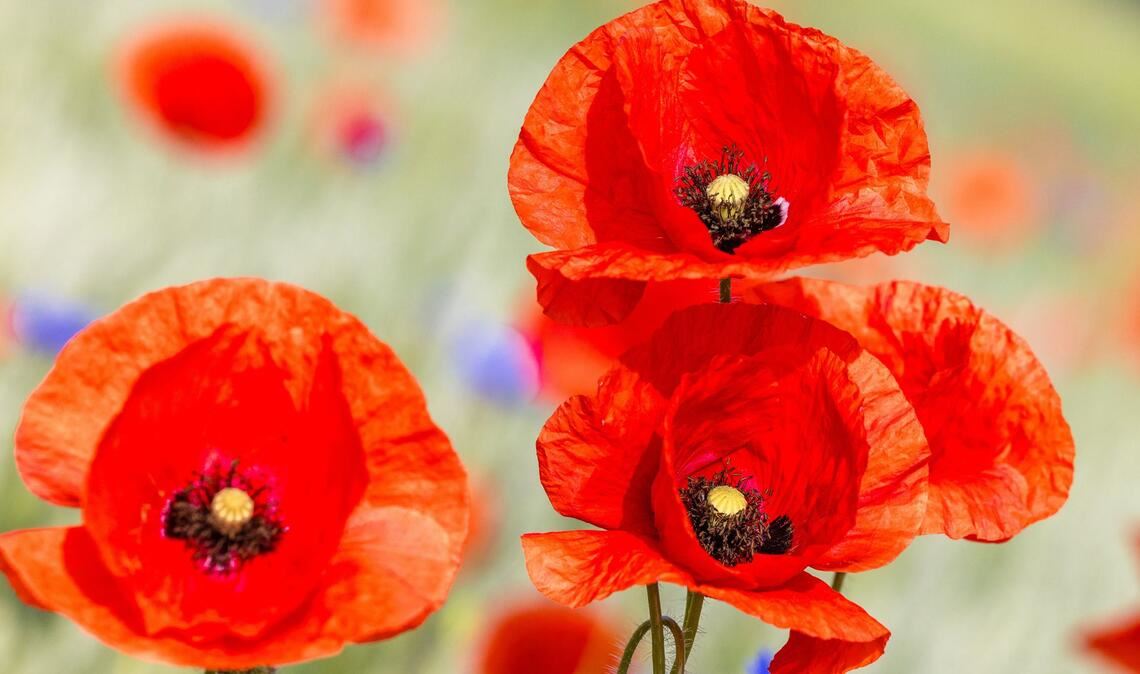 Mohnblumen blühen am Rand eines Feldes beim brandenburgischen Leuthen.