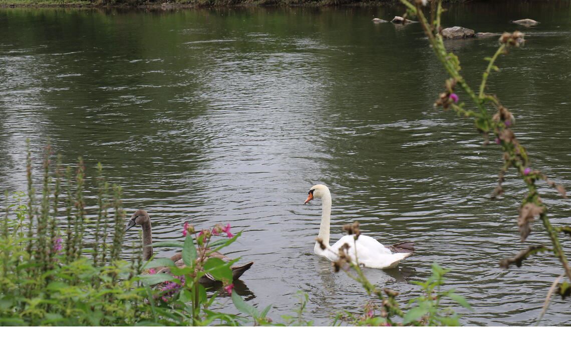 Momentan führt die Enz genug Wasser. Weil das im Sommer nicht immer so war, gilt seit Anfang Juli für alle oberirdischen Gewässer im Enzkreis ein Entnahmeverbot. Foto: Wewoda