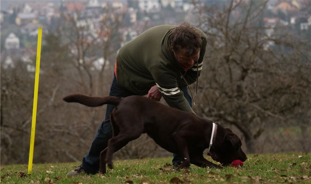 Momentan sind auf dem Hundesportplatz in Niefern nur Einzeleinheiten möglich – hier übt Trainer Udo Walter mit Vierbeiner Paul.Foto: Friedrich