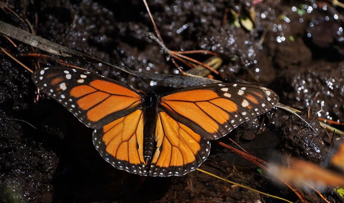 Monarchfalter wandern jedes Jahr zwischen Kanada, den USA und Mexiko. (Archivbild)