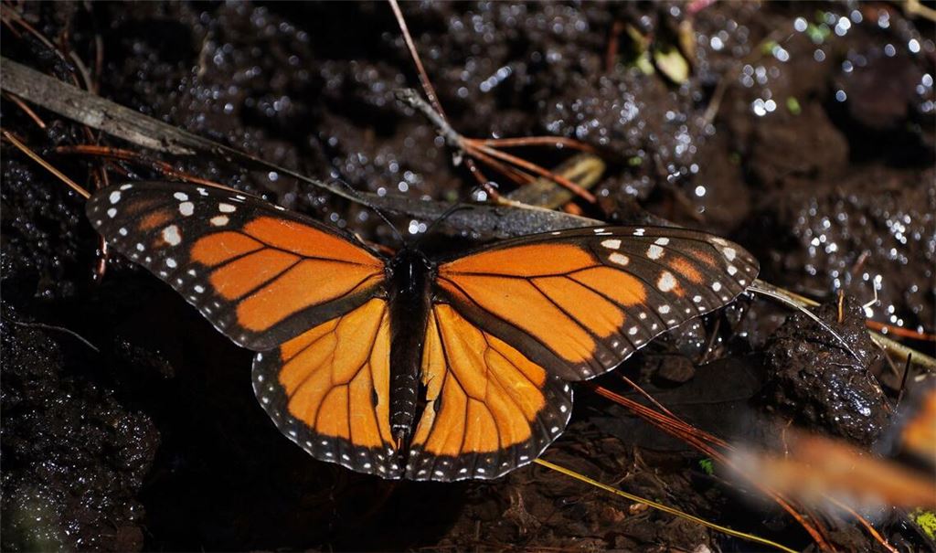 Monarchfalter wandern jedes Jahr zwischen Kanada, den USA und Mexiko. (Archivbild)