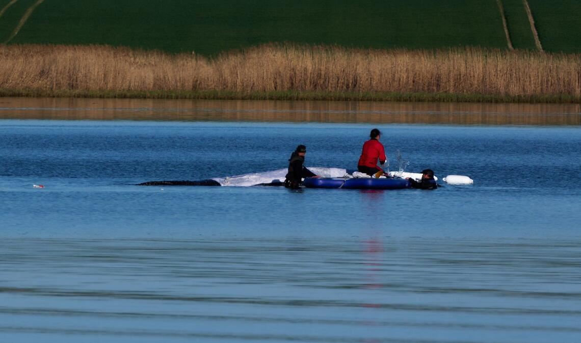 Morgendliche Routine beim Buckelwal