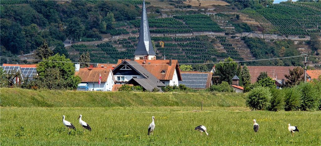Mühlhausen und seine Störche: ein Dorf ohne Nachwuchssorgen.