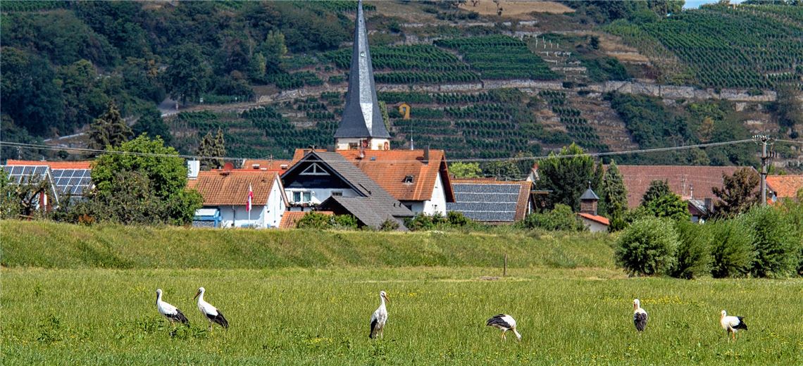Mühlhausen und seine Störche: ein Dorf ohne Nachwuchssorgen.Peter Laible, Lomersheim