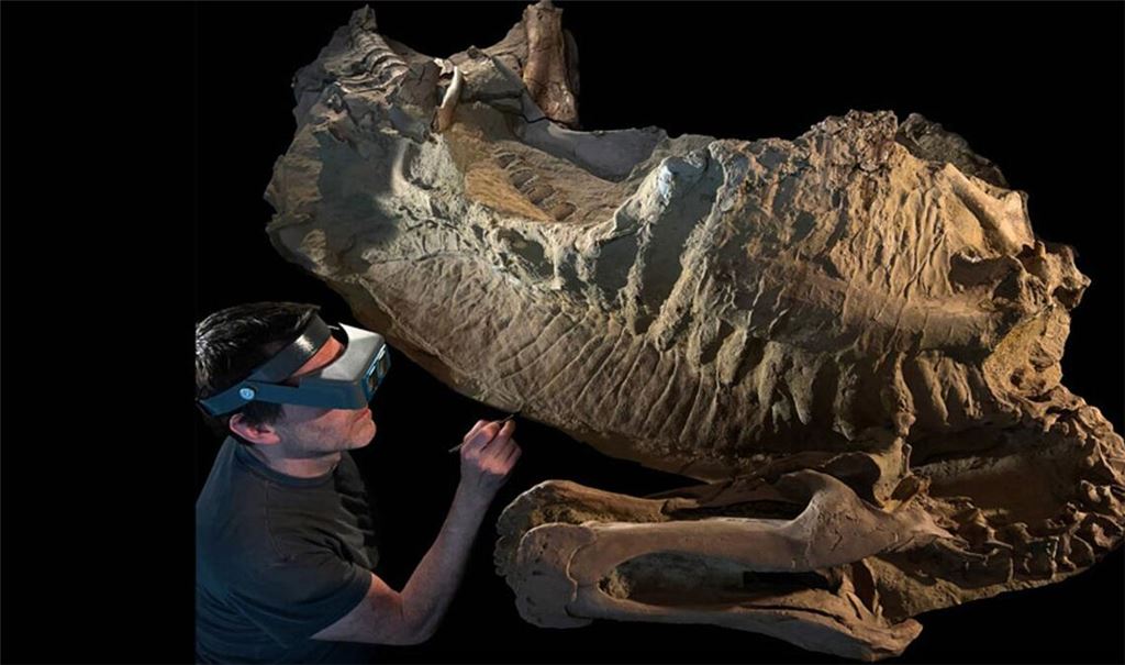 Mumie des jungen Entenschnabeldinosauriers Edmontosaurus annectens: Sie wurde vor etwa 66 Millionen Jahren von Flutwasser bedeckt, wodurch ihr versteinertes Skelett und in einer dünnen Lehmschicht große Bereiche ihrer schuppigen, faltigen Haut und ein hoher fleischiger Kamm auf ihrem Rücken erhalten blieben.