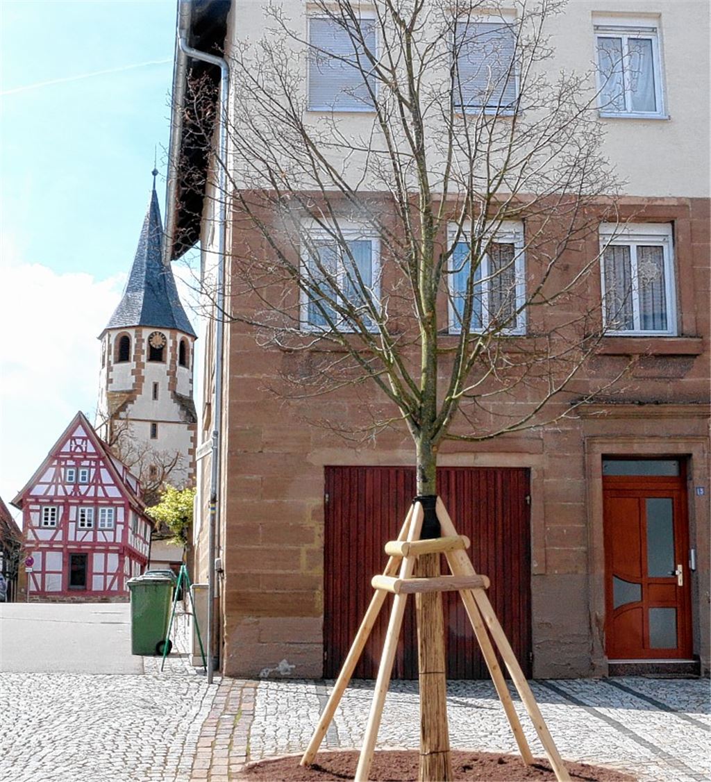 „Bäume bewegen Menschen“