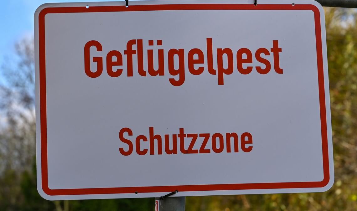 Nach Angaben des Friedrich-Loeffler-Instituts sind immer mehr Geflügelhaltungen in Deutschland von der Geflügelpest betroffen. In Betrieben in neun Bundesländern gab es bislang Seuchenausbrüche. (Symbolbild).