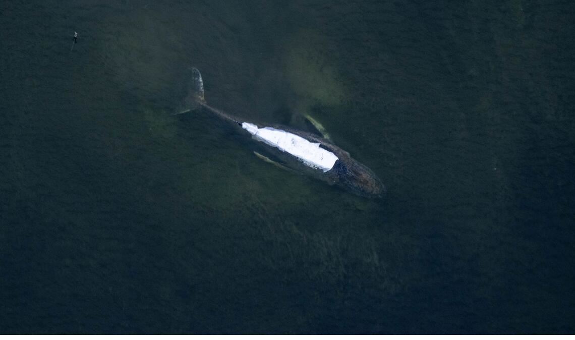 Nach Meinung eines Teammitglieds hat der Meeressäuger eine Überlebenschance von 50 Prozent (Archivbild).