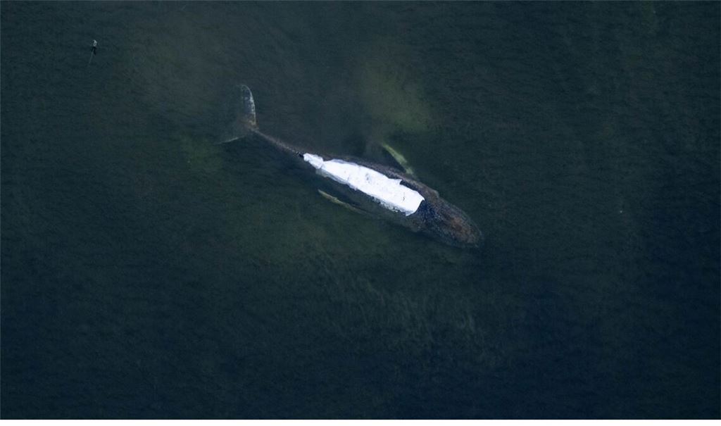 Nach Meinung eines Teammitglieds hat der Meeressäuger eine Überlebenschance von 50 Prozent (Archivbild).