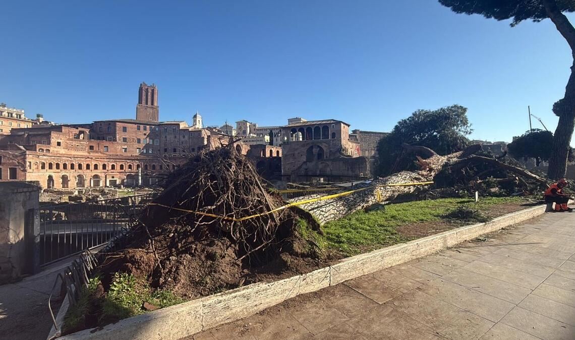 Nach Unwettern sind innerhalb eines Monats drei solcher Bäume mitten auf der berühmten Via dei Fori Imperiali umgestürzt - sie zählt zu den beliebtesten Straßen zum Flanieren und vor allem die zahlreichen Rom-Touristen nutzen sie.
