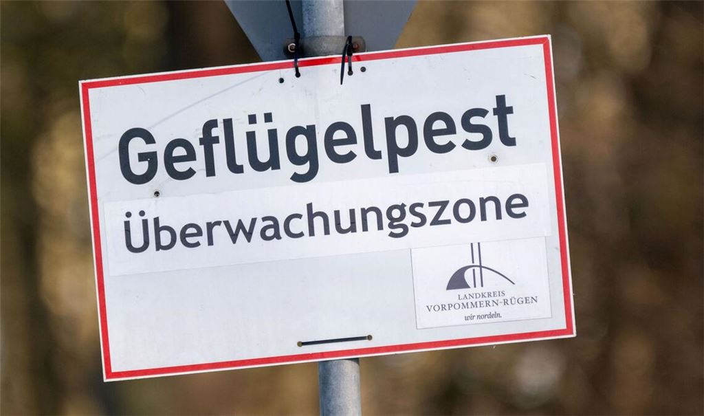 Nach Vogelgrippe-Ausbrüchen in zwei Geflügelhaltungen in Vorpommern mussten rund 150.000 Tiere gekeult werden. (Archivbild)