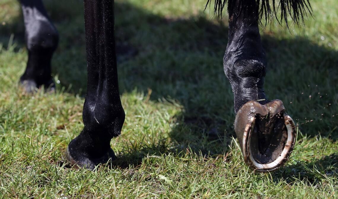 Nach dem Abbruch eines Reitturniers in München wurden Details bekannt, die eindeutig auf Tierquälerei hindeuten (Symbolfoto).