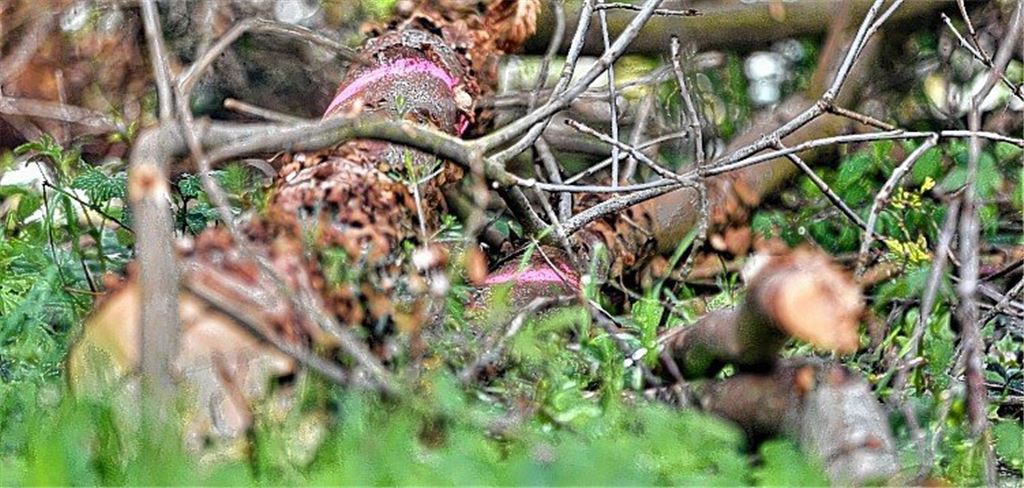 „Prognosen sind sehr unsicher“