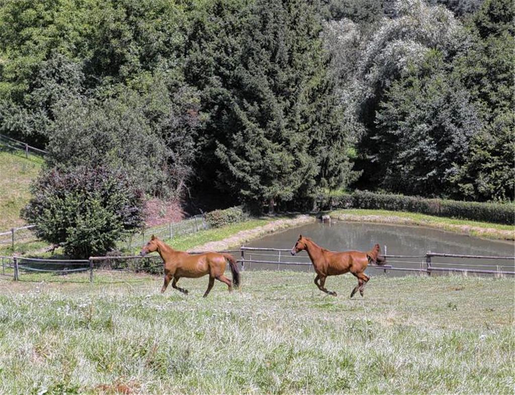 Nach dem Tod der Stute sind nur noch zwei Wallache auf der Koppel geblieben.