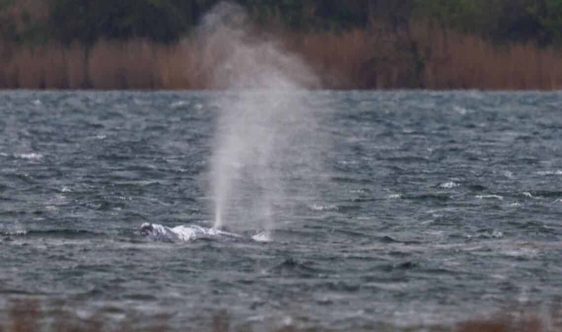 Nach rund zwei Stunden verharrte der Wal wieder, diesmal am Ausgang des Kirchsees.
