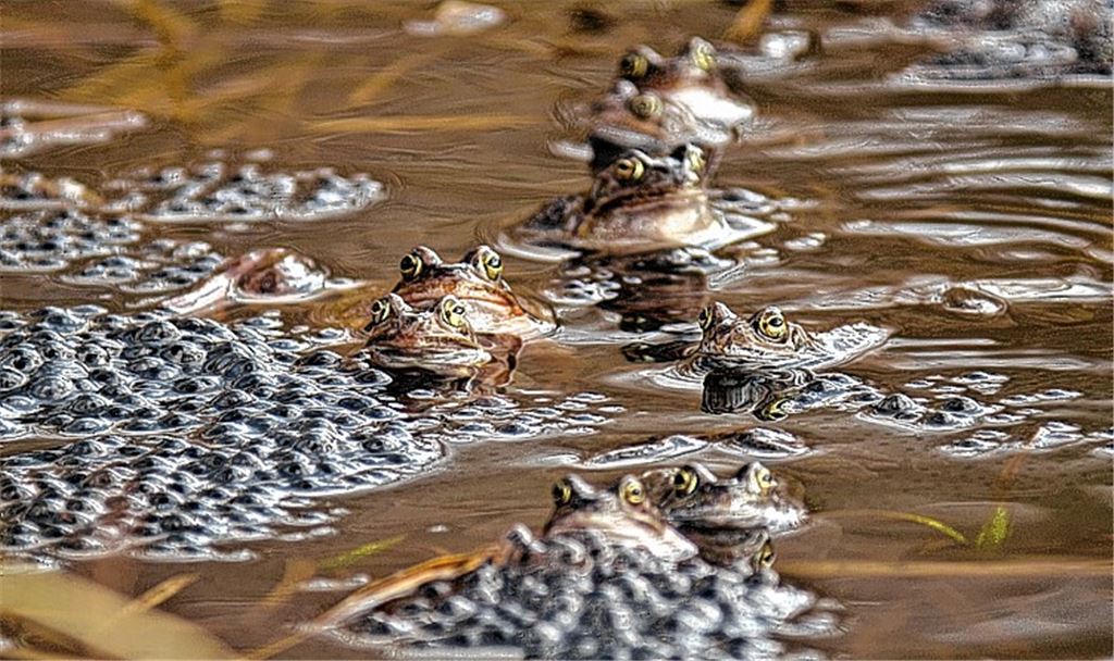 Nach sicherer Überquerung der Straße haben sich diese Grasfrösche schon erfolgreich fortgepflanzt. 