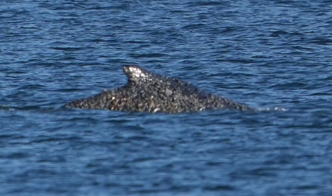 Nach tagelangen Rettungsversuchen ist der Buckelwal wieder frei.