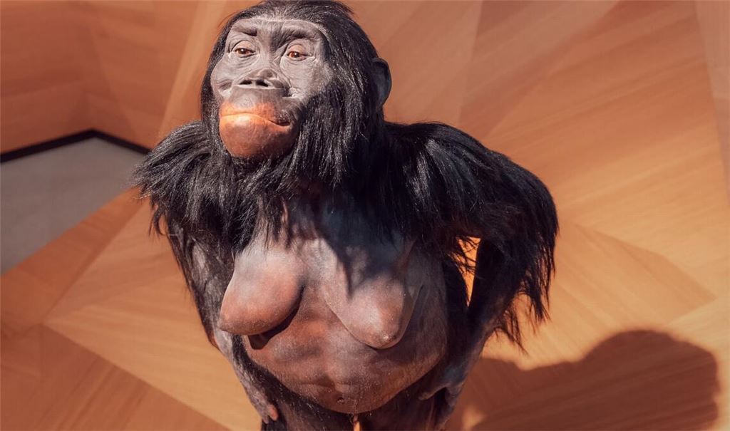 Nachbildung des Australopithecus-afarensis-Weibchens Lucy im Neanderthal-Museum im nordrhein-westfälischen Mettmann.