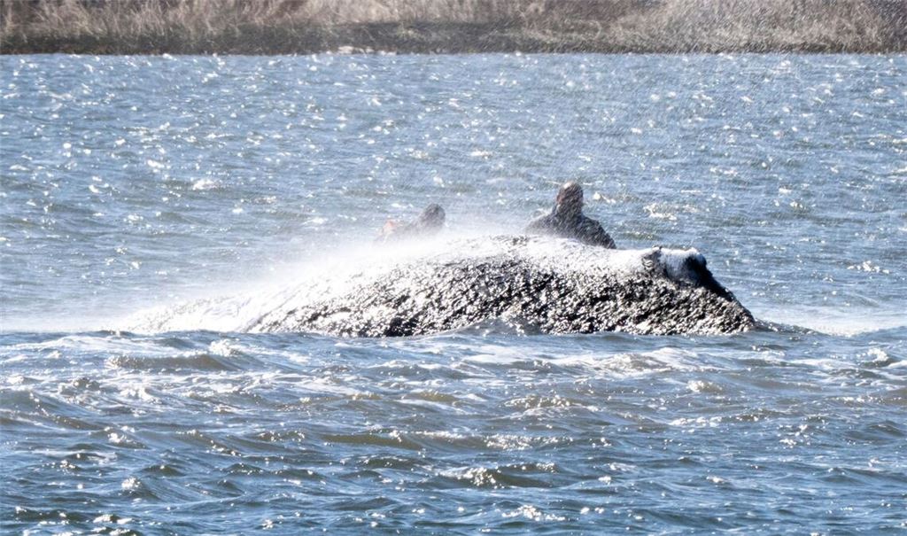 Nachdem Helfer am Dienstag damit beschäftigt waren, Schlick unter dem rund zwölf Tonnen schweren Tier wegzusaugen, lag es am Abend tiefer im Wasser (Archivbild).