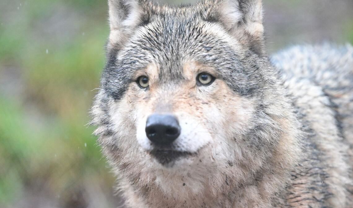 Nachdem ein Wolf eine Frau in Hamburg verletzt hat, ist noch unklar, was mit dem Tier passieren wird. (Symbolbild)