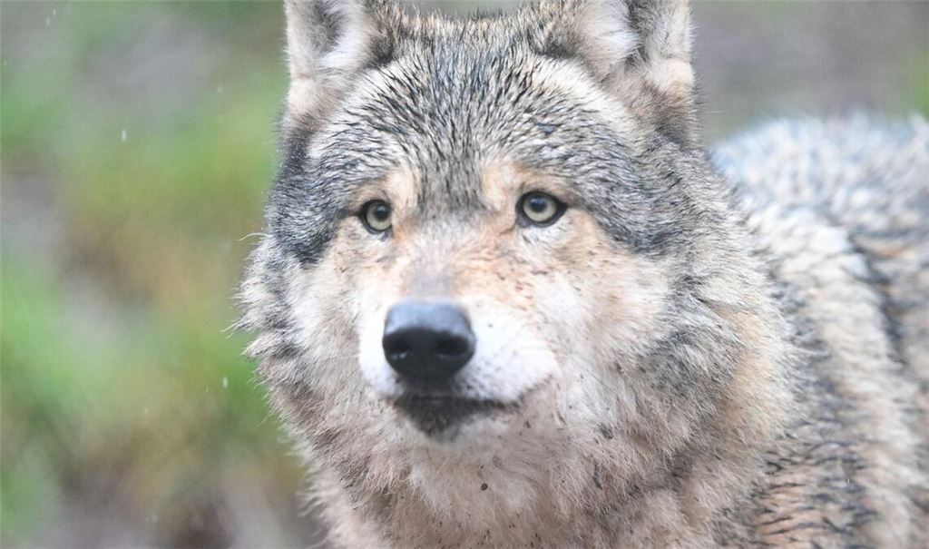 Nachdem ein Wolf eine Frau in Hamburg verletzt hat, ist noch unklar, was mit dem Tier passieren wird. (Symbolbild)