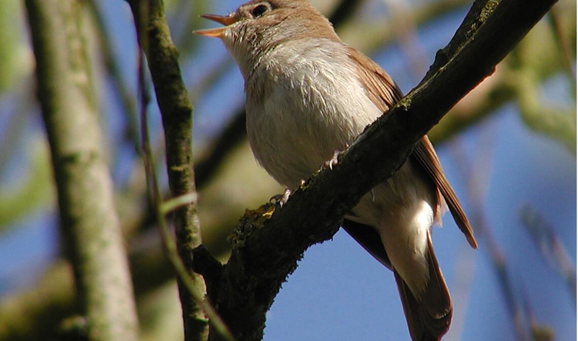 Nachtigall (Luscinia megarhynchos).