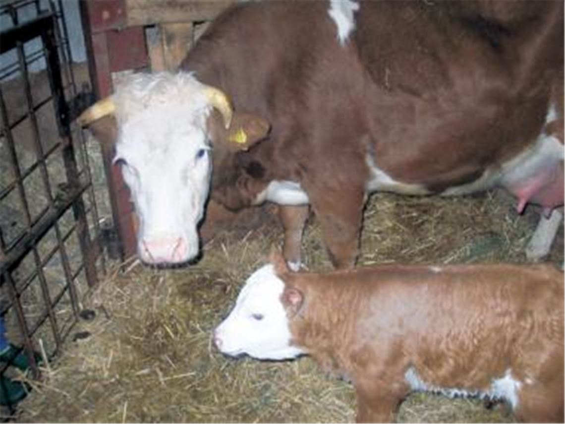 Nachwuchs auf dem Maulbronner Schafhof: Das Kälbchen Paula II mit seiner Mutter Ella. 
Foto: p