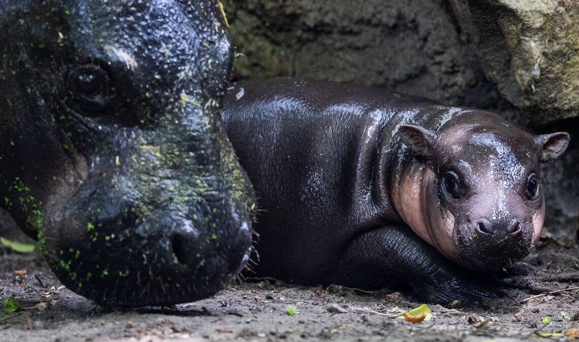 Nachwuchs bei den Zwergflusspferden: Das Neugeborene namens Brötchen geht neben der Mutter Debbi bei einem ersten Ausflug im Zoologischen Garten.
